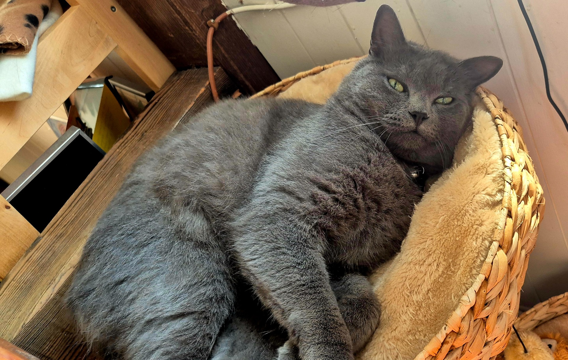 Unser Haus Kater Olav
