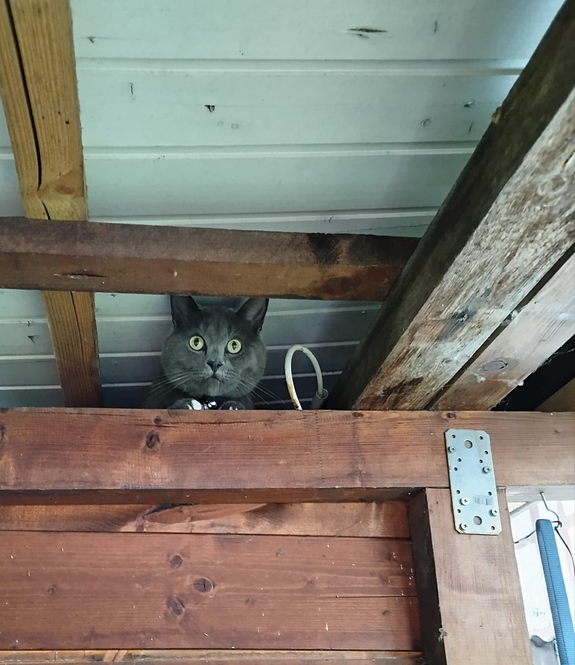 Unser Cat Cam